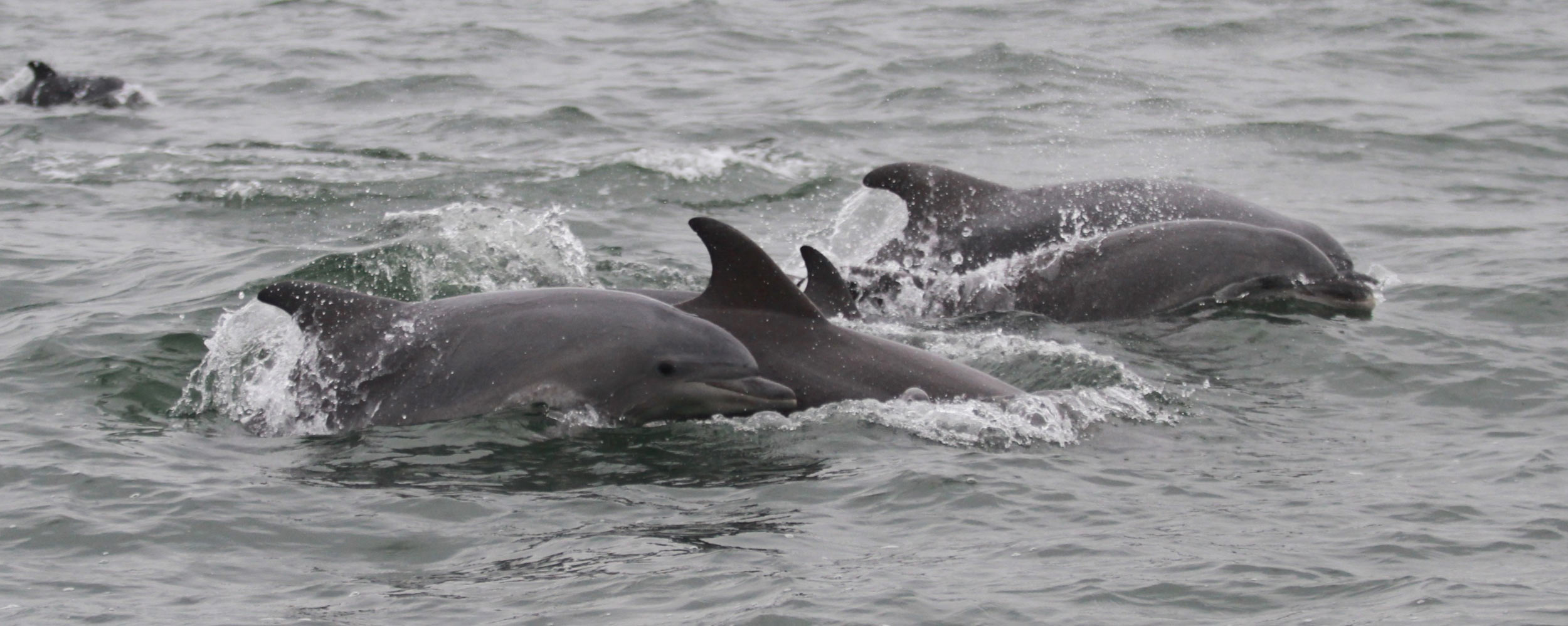 Tursiops truncatus ponticus