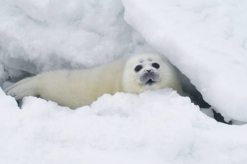 caspian seal winter