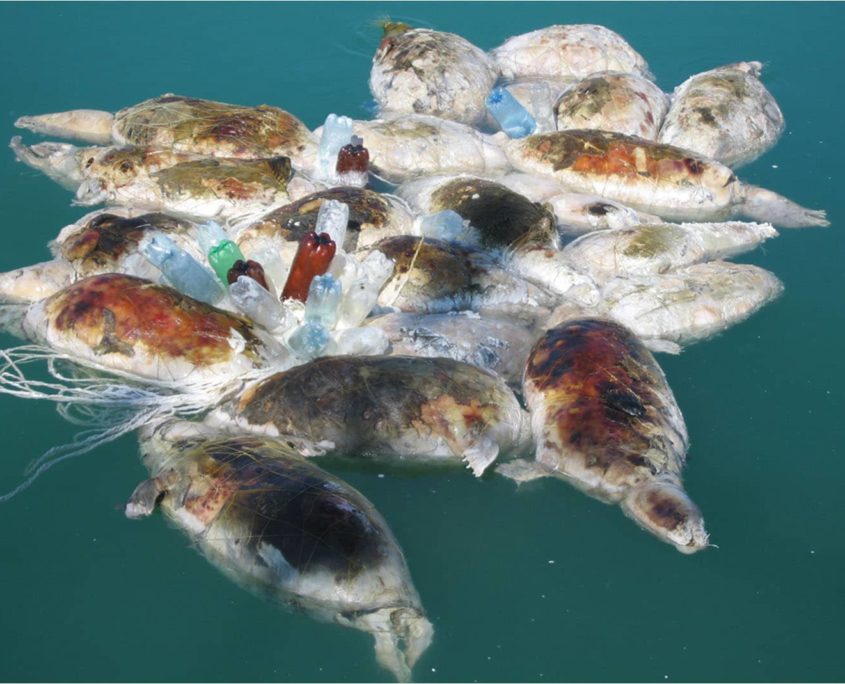 caspian seal by catch ghost nets