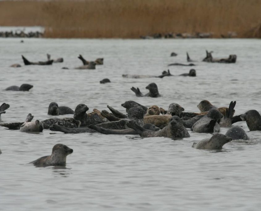 moulting caspian seals david island