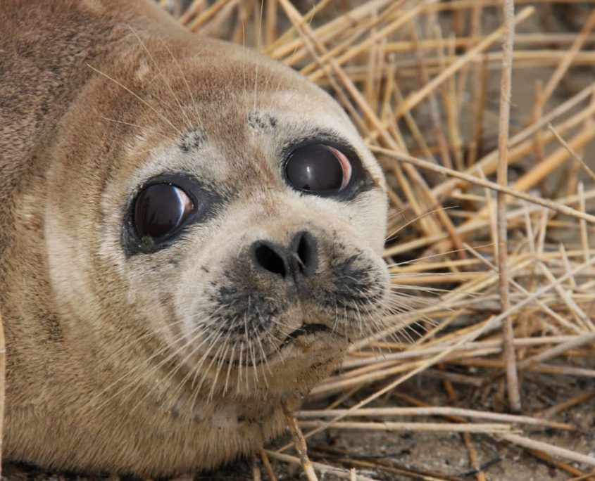 caspian seal moulting kmos bay