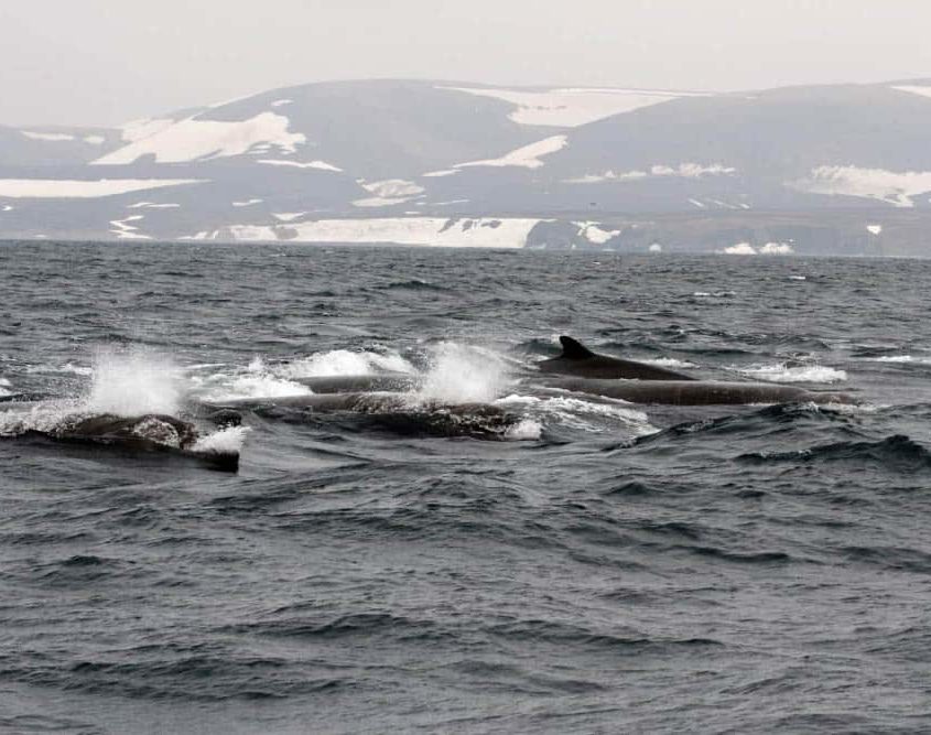 Baird’s beaked whales