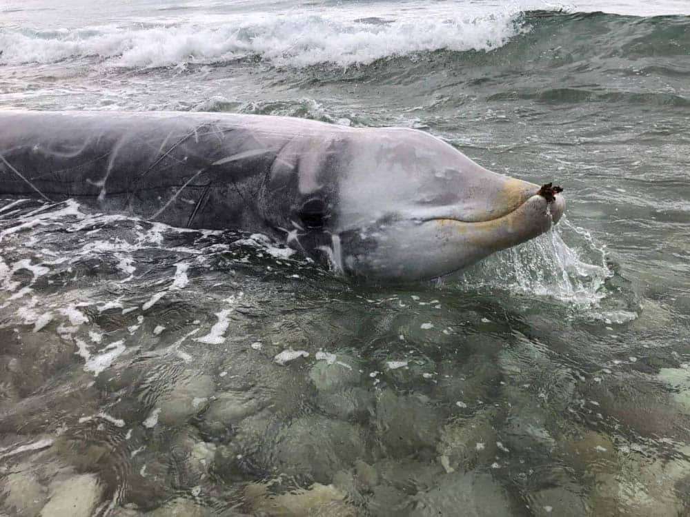 Stranded Cuvier's Beaked Whale