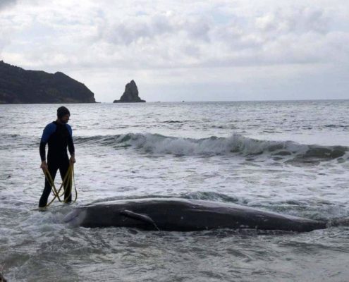 Stranded Cuvier's Beaked Whale
