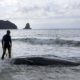 Stranded Cuvier's Beaked Whale