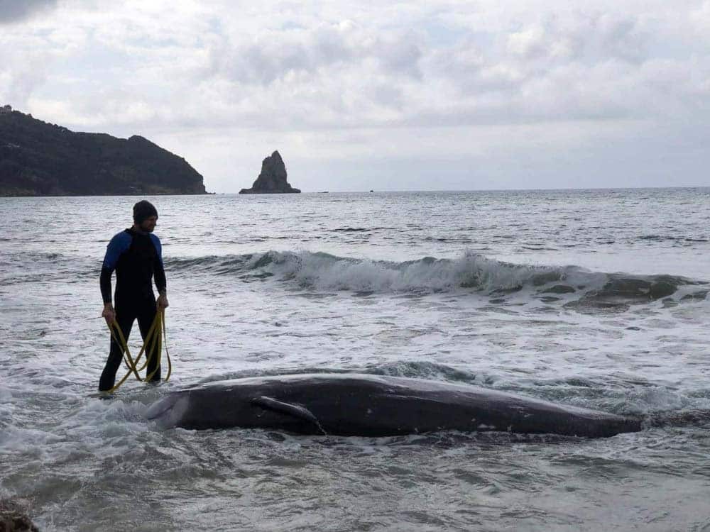 Stranded Cuvier's Beaked Whale