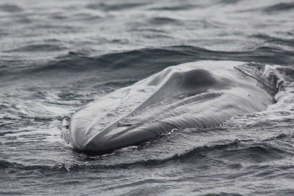 Bryde Whale