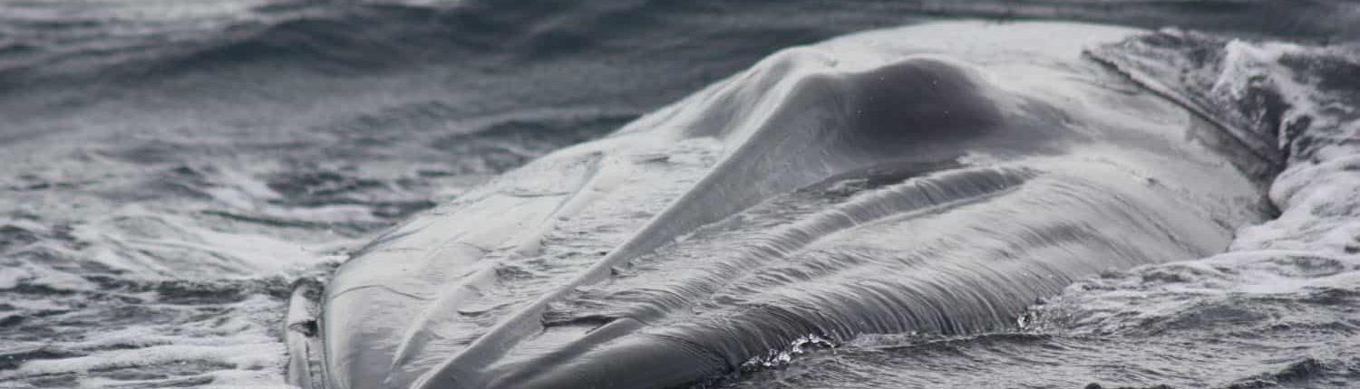 Bryde Whale