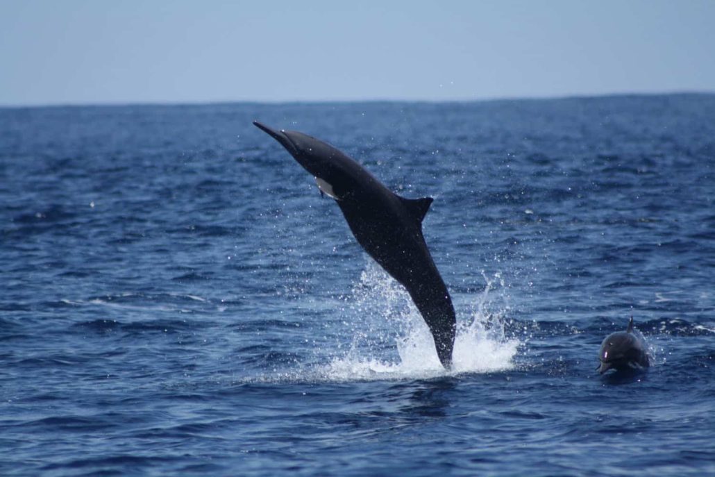 Spinner dolphin off Costarica