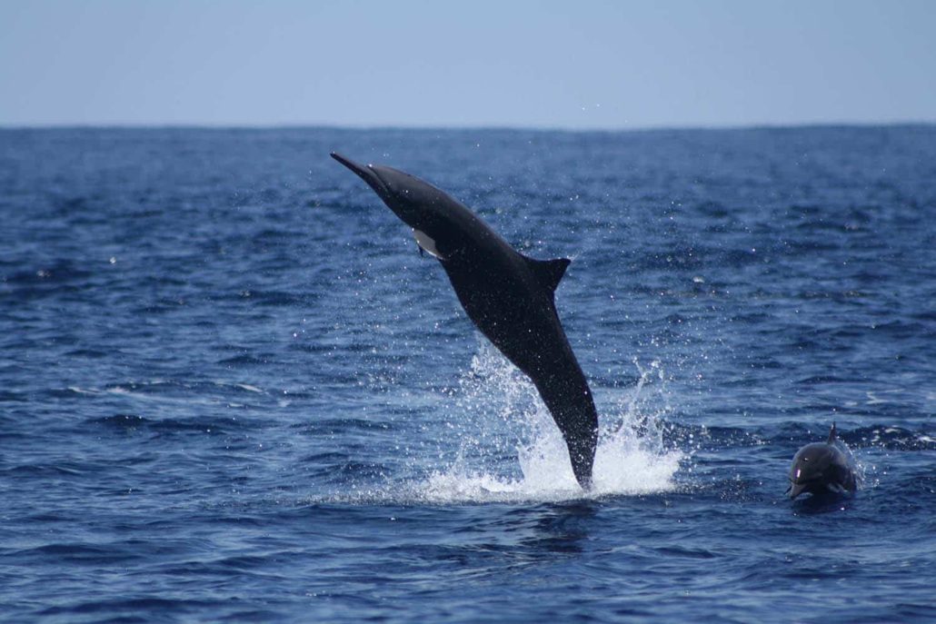 Spinner dolphins Costa Ri