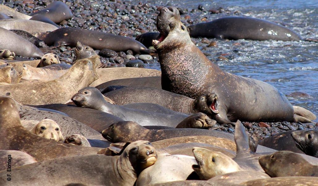 Northern Elephant Seal Isla Guadalupe