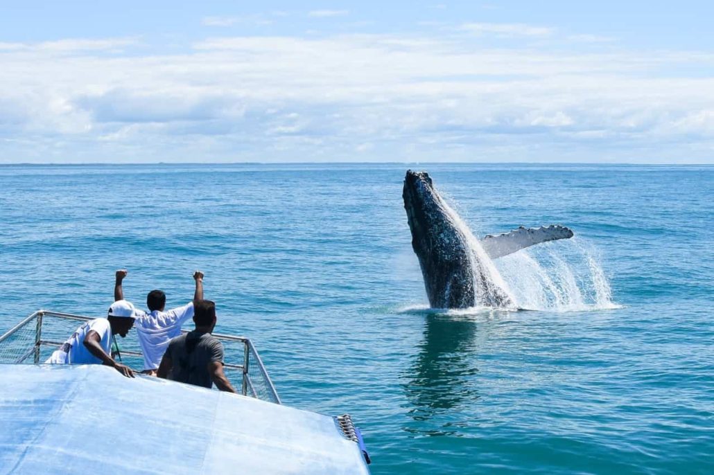 Spyhop humpback whale off Brazil