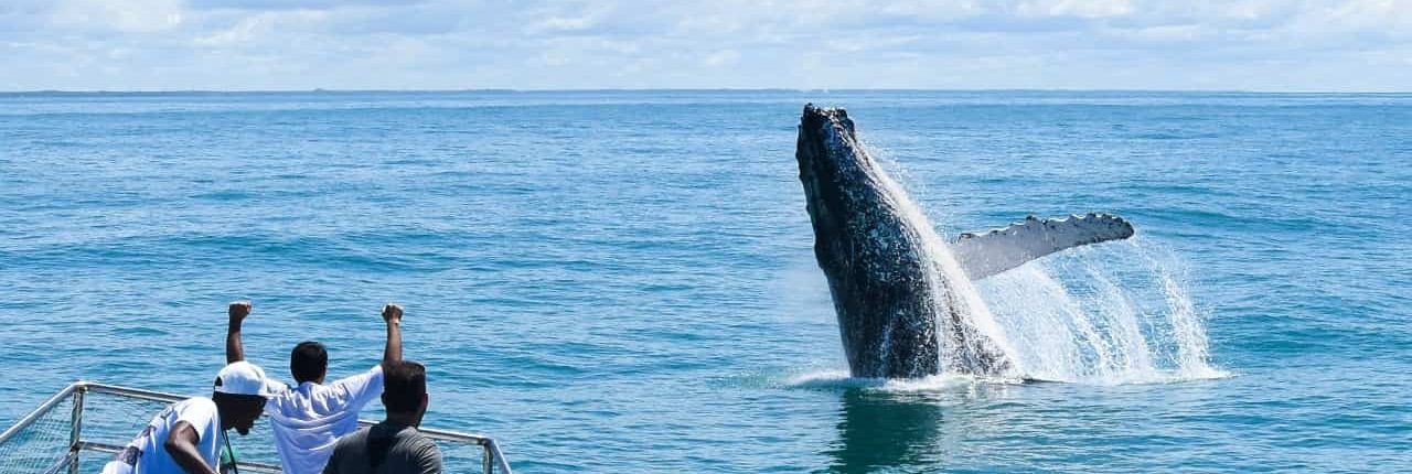 Spyhop humpback whale off Brazil