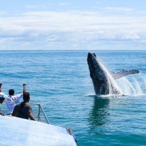 Spyhop humpback whale off Brazil