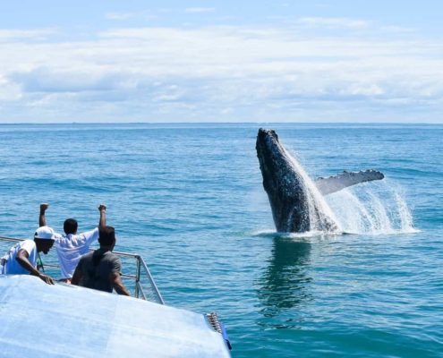 Spyhop humpback whale off Brazil