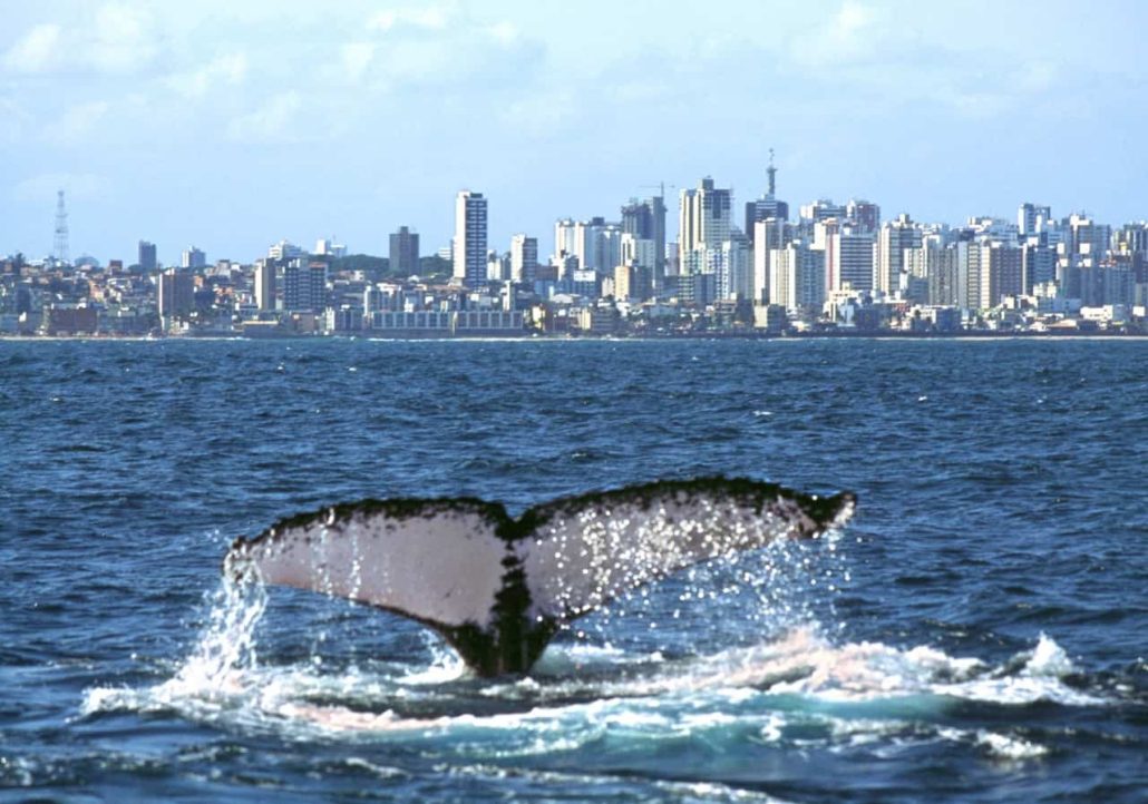 Tail of humpback whale off Brazil