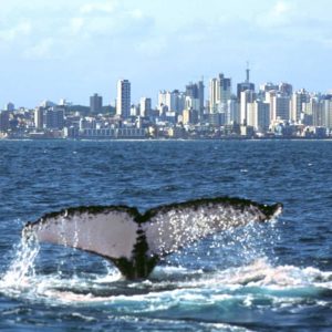 Tail of humpback whale off Brazil