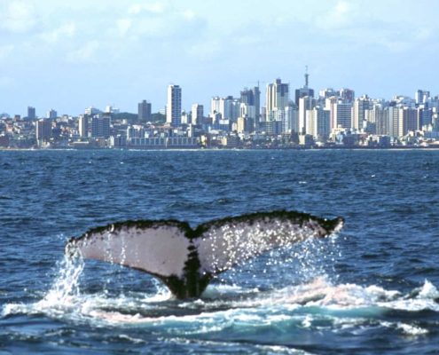 Tail of humpback whale off Brazil