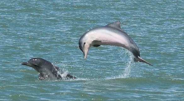 Guiana dolphins along the coast of NE South America