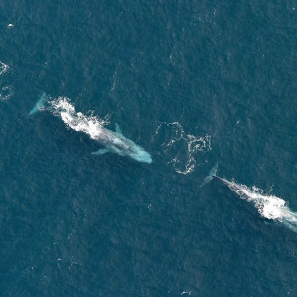 blue-whales-Patrick-Lyne-IWDG