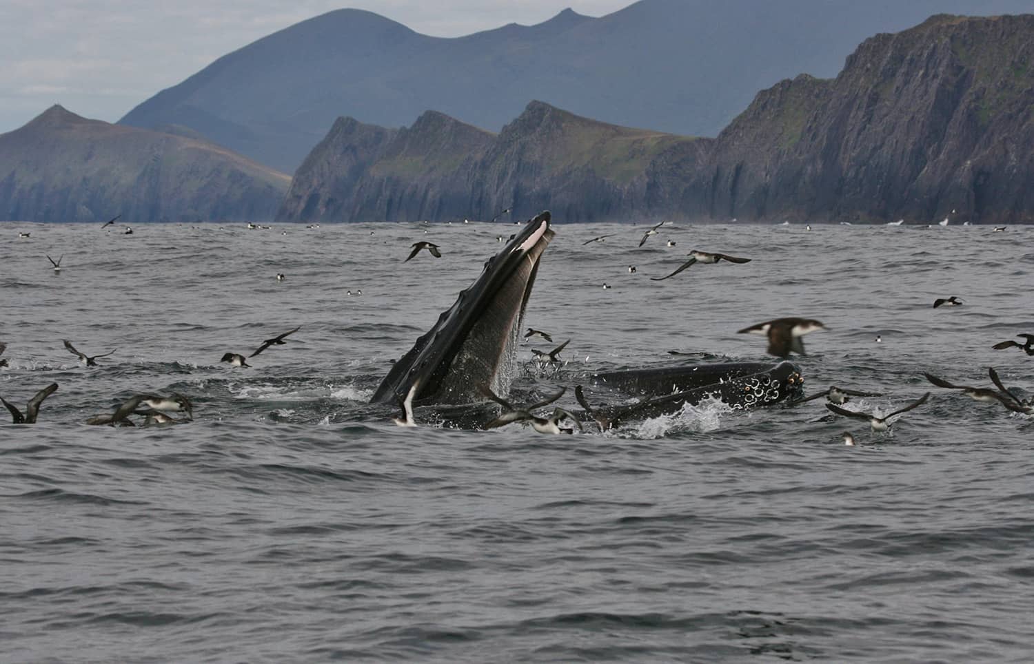 Humpback whale feeding