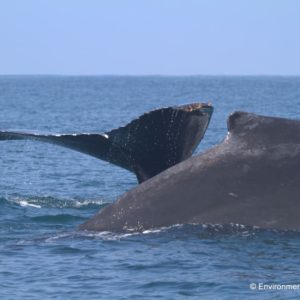 Humpback whale, Arabian Sea subpopulation