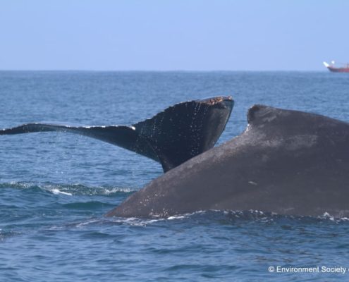Humpback whale, Arabian Sea subpopulation