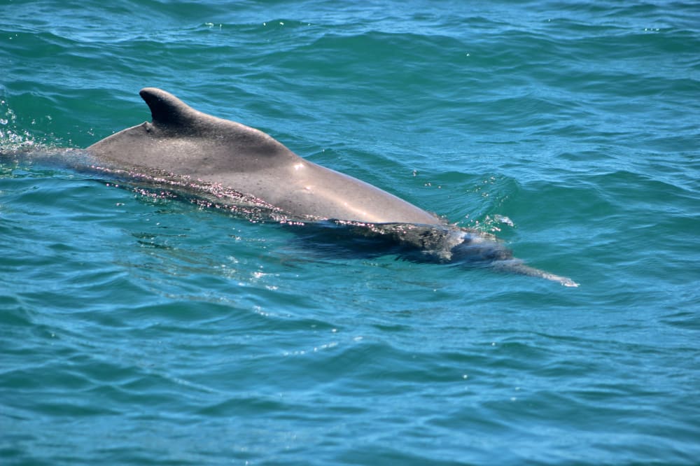Franciscana dolphin