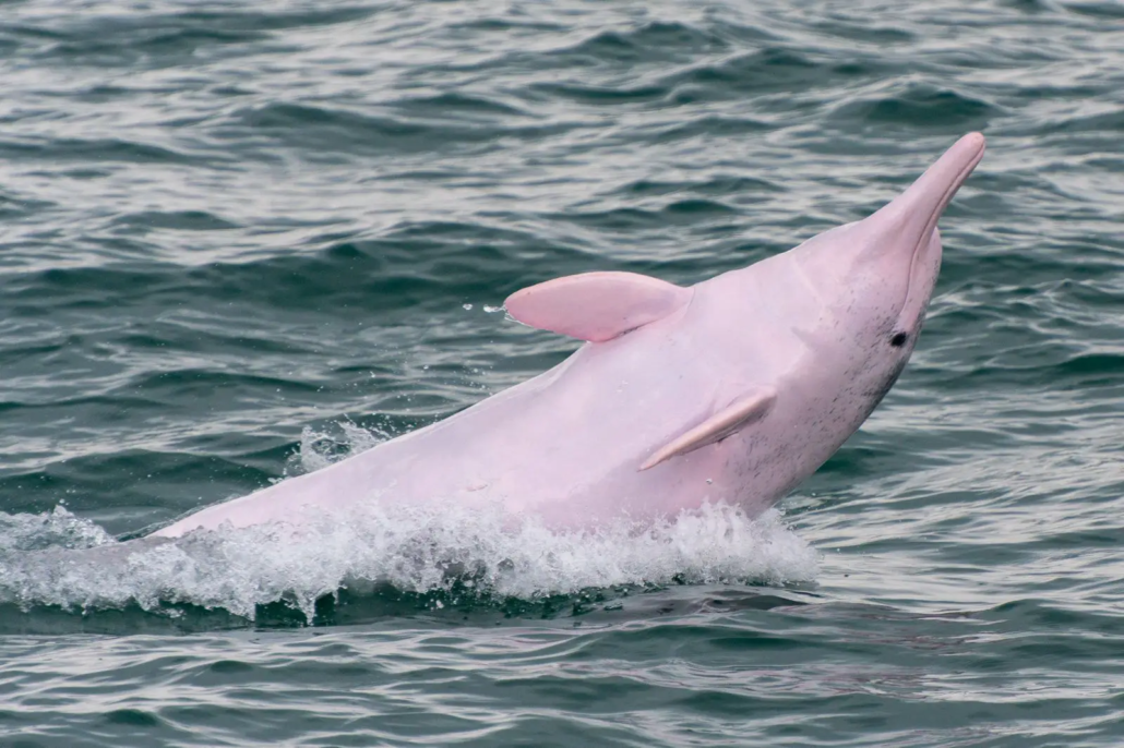 Franciscana dolphin Franciscana dolphin