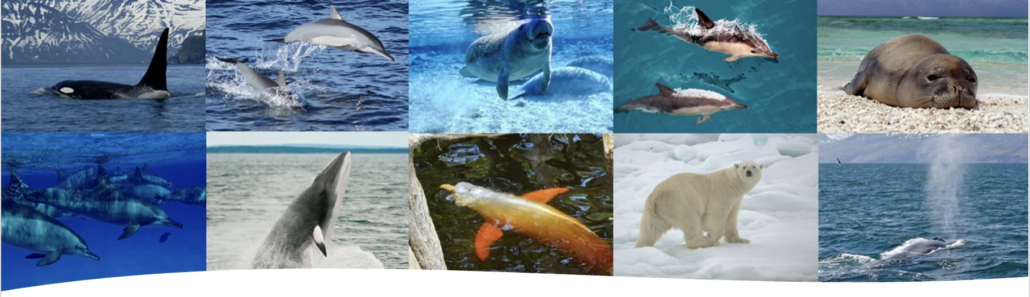 Franciscana dolphin Franciscana dolphin